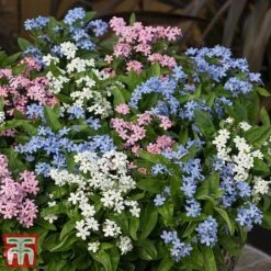 Forget-Me-Not Mixed -NAOMI Plant Shop mix mye