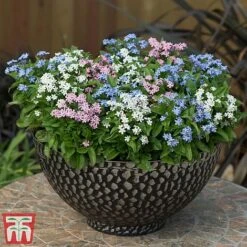 Forget-Me-Not Mixed -NAOMI Plant Shop mix myt