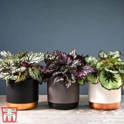 House Plant Urban Jungle Trio -NAOMI Plant Shop mixed33
