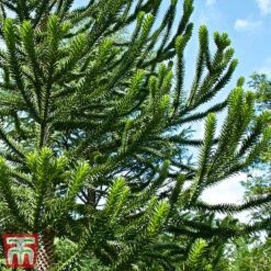 Araucaria Araucana -NAOMI Plant Shop monk3