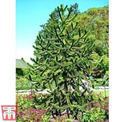 Araucaria Araucana -NAOMI Plant Shop monk6