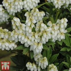 Pieris Japonica 'Mountain Fire' -NAOMI Plant Shop mountain fire