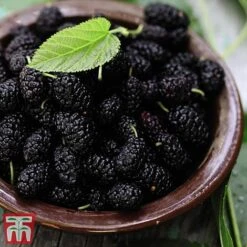 Mulberry 'Charlotte Russe' (Mojo Berry) -NAOMI Plant Shop mulb