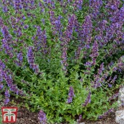 Nepeta Racemosa 'Walkers Low' -NAOMI Plant Shop nepe3