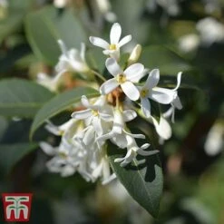 Osmanthus X Burkwoodii