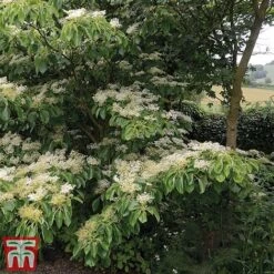 Cornus Controversa 'Pagoda' -NAOMI Plant Shop pag2