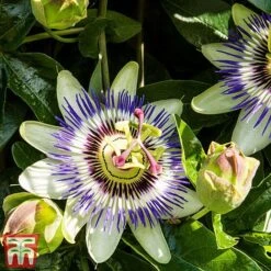 Passiflora Caerulea