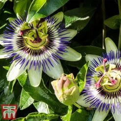 Passiflora Caerulea -NAOMI Plant Shop pass caer