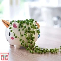 Senecio 'String Of Pearls' 8 Senecio 'String Of Pearls' -NAOMI Plant Shop pearl1