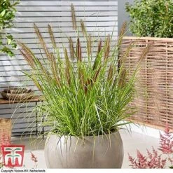 Architectural Grasses Collection -NAOMI Plant Shop penn black1