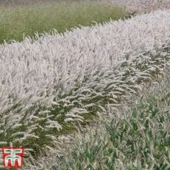 Pennisetum Orientale 'Dance With Me' -NAOMI Plant Shop penn dance7