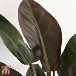 Philodendron 'Imperial Red' -NAOMI Plant Shop phil31