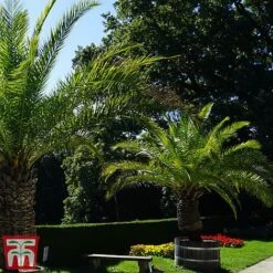 Phoenix Palm -NAOMI Plant Shop phoe can2