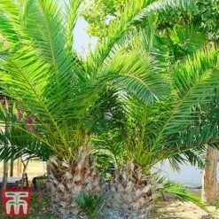 Phoenix Palm -NAOMI Plant Shop phoe can3