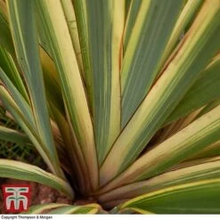 Phormium Tenax 'Variegatum' -NAOMI Plant Shop phor vari21