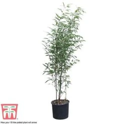 Black Bamboo -NAOMI Plant Shop phyl nigra10b