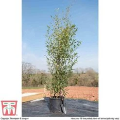 Black Bamboo -NAOMI Plant Shop phyl nigra10c