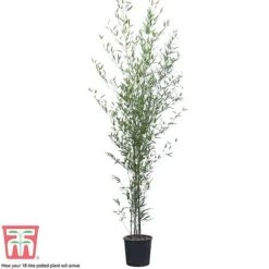 Black Bamboo -NAOMI Plant Shop phyl nigra18