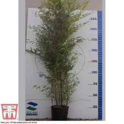 Black Bamboo -NAOMI Plant Shop phyl nigra18b