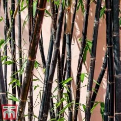 Black Bamboo -NAOMI Plant Shop phyl nigra2