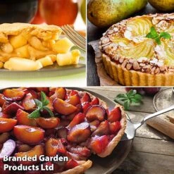 Mini Orchard Trio -NAOMI Plant Shop pie2