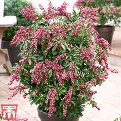 Pieris Japonica 'Passion' -NAOMI Plant Shop pier