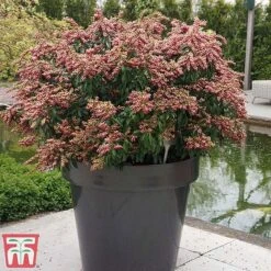 Pieris Japonica 'Passion' -NAOMI Plant Shop piers2