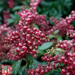 Pieris Japonica 'Passion' -NAOMI Plant Shop piers3