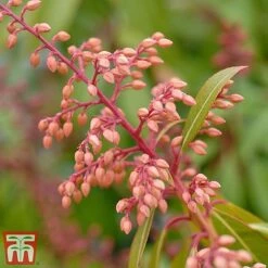 Pieris Japonica 'Passion' -NAOMI Plant Shop piers4
