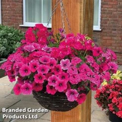 Pink Shockwave Preplanted Hanging Basket -NAOMI Plant Shop pink shock