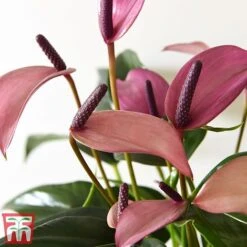 Anthurium Aqua In Sierglass -NAOMI Plant Shop pink22