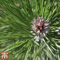 Pinus Nigra