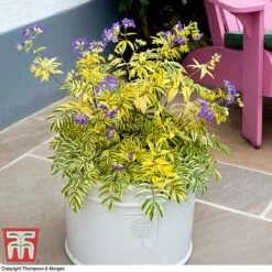 Polemonium 'Golden Feathers' -NAOMI Plant Shop pole gold4