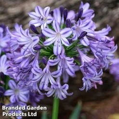 Agapanthus 'Poppin' Star'