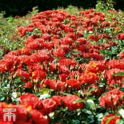 Rose 'Precious Love' (Floribunda Rose) -NAOMI Plant Shop prec2