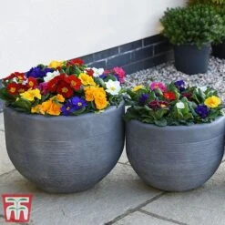 Primrose '100 Days Of Flower' -NAOMI Plant Shop prim 1001