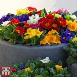 Primrose '100 Days Of Flower'