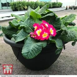 Primrose 'Arizona Bicolor' (Pre-Planted) -NAOMI Plant Shop primrose arizona howwillarr