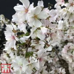 Prunus Incisa 'Kojo-No-Mai' -NAOMI Plant Shop prun kojo