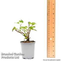 Prunus Incisa 'Kojo-No-Mai' -NAOMI Plant Shop prun1