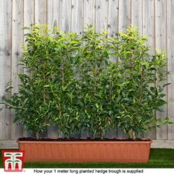 Prunus Lusitanica -NAOMI Plant Shop prunus ready