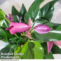 Anthurium Aqua - Gift -NAOMI Plant Shop purple21