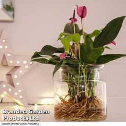 Anthurium Aqua - Gift -NAOMI Plant Shop purple5