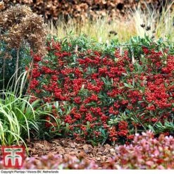 Pyracantha Coccinea 'Red Star' -NAOMI Plant Shop pyra red10