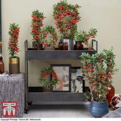 Pyracantha Coccinea 'Red Star' -NAOMI Plant Shop pyra red2