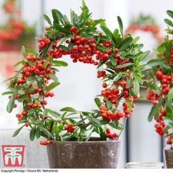 Pyracantha Coccinea 'Red Star' -NAOMI Plant Shop pyra red5