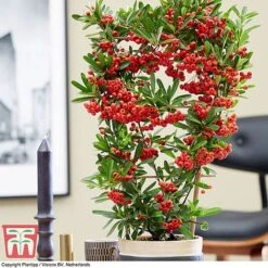 Pyracantha Coccinea 'Red Star' -NAOMI Plant Shop pyra red6