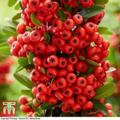 Pyracantha Coccinea 'Red Star' -NAOMI Plant Shop pyra red7