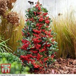 Pyracantha Coccinea 'Red Star' -NAOMI Plant Shop pyra red8