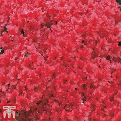 Azalea 'Japanese Red' -NAOMI Plant Shop red1